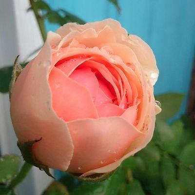 OpenGroupTalk's profile picture. Help each other through depression, with no judgment onl love & respect. Plz follow me @AnimalRights_VP & @honestyVP