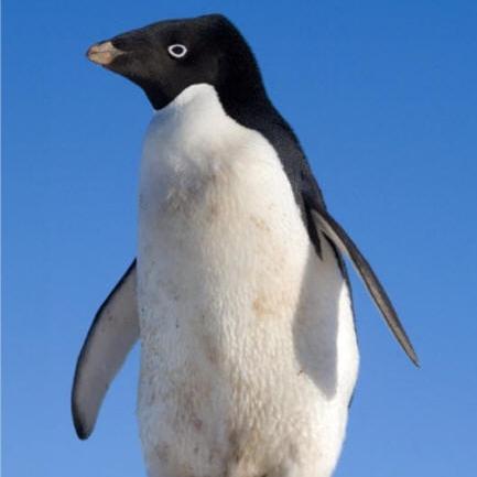 Just your average penguin that somehow has access to social media. 🐟 #FreeLuigi