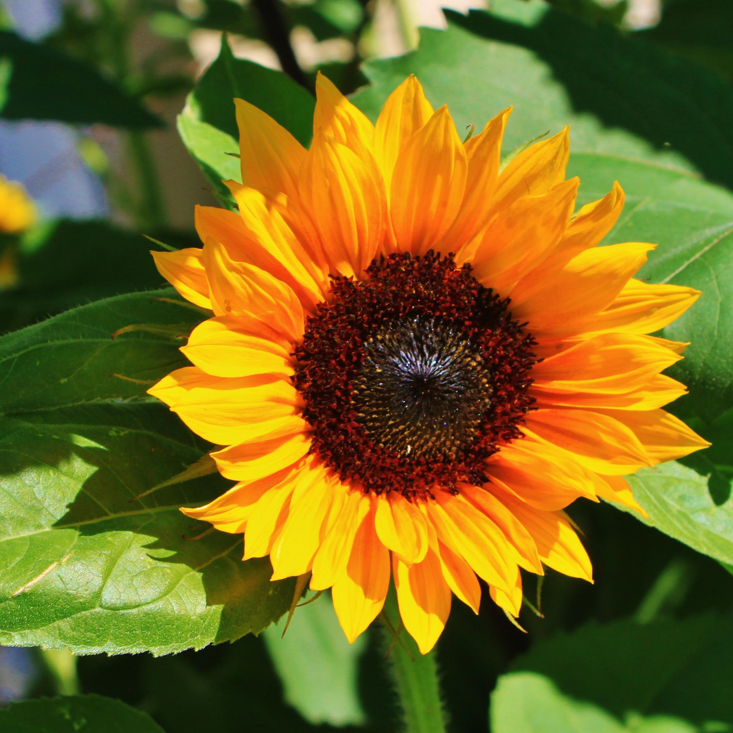Sustainable Food and Culture