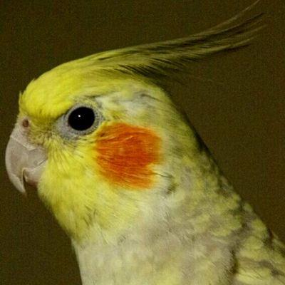 カメラ 旅行 キャンプ  お酒 インコ 温泉 バイク