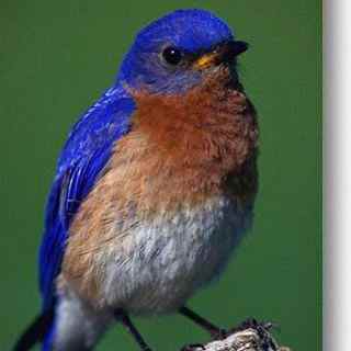 JoyfulBluebird's profile picture. Vegan, animal lover, cruelty hater, progressive. Standing against racism and bigotry. Protecting the world's wildlife and our environment.