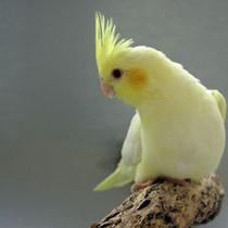 ちゃんあみ