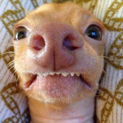 twitter novo aqui segue se vc é das zueiras e eu sigo todos de volta