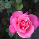 Rose Prevost - @PrevostRose - Twitter