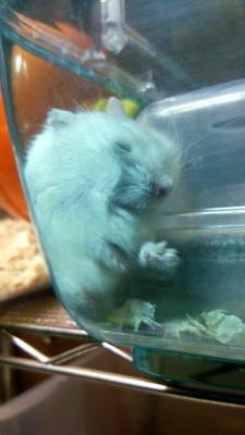 画像のハム達はもう居ません(´Д｀)平均寿命2～3年は儚いねぇ(இωஇ`｡) 残ったペットは亀1匹。2024年で多分20歳になりました！平均寿命の後5～6年は頑張って欲しい。それよりも前に水槽掃除で私の腰が逝かれるかも… 最近？はSHOWROOMにどっぷり沼ってます。