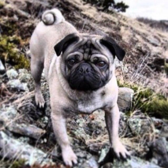 Waggythepug's profile picture. Happy Pug in his wheels-favorite thing -is cruising to the barn every day to see my brothers & sisters..I'm one loved pug❤️  RIP WAGGY ❤️ February 1,03-June5.17