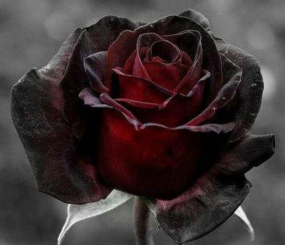 When words are too difficult to say, tweet what's on your mind instead. Live. Love. Express.Move Forward. Live. xoxo