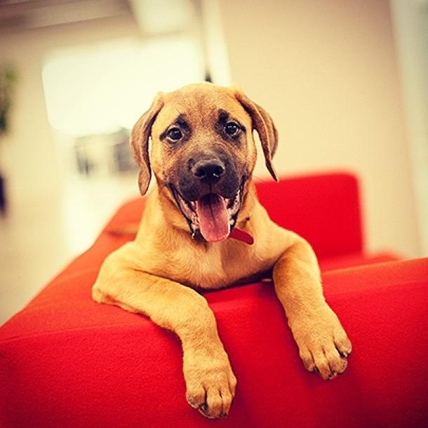 I am the happy and playful Mastiff mascot puppy of Alto211, Tech Mecca and Startup Mecca, where cool people play with me, take me for walks and give me treats!
