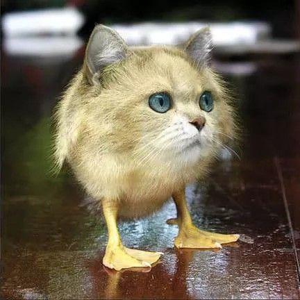catduck