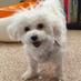 Kuma (@kumabichon) Twitter profile photo