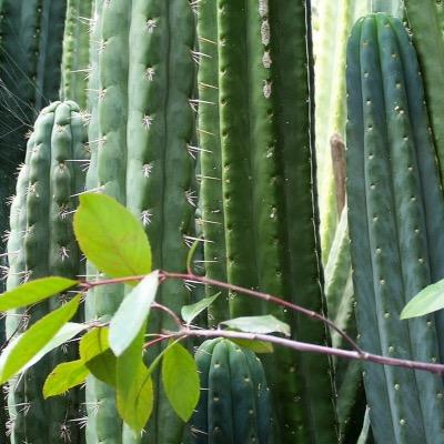 Urbantribes collects, grows and sells rare, cultrally significant, plants and cactus. Visit our website for sales, photos & care info