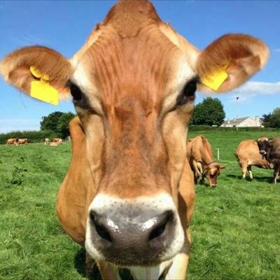 Delicious Jersey Ice Cream from our Jersey Cows. Visit Farm Shop Co.Fermanagh & NEW Rossnowlagh shop for Ice Cream, Coffee, Sundaes, Cows & VMS Robotic Milkers.