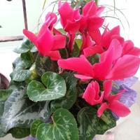 Saliha Beşlik (@sbeslik) 's Twitter Profile Photo