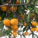 matteo tomasini - @sparviero1960 - Twitter