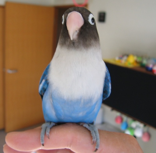 BlueBottan's profile picture. 