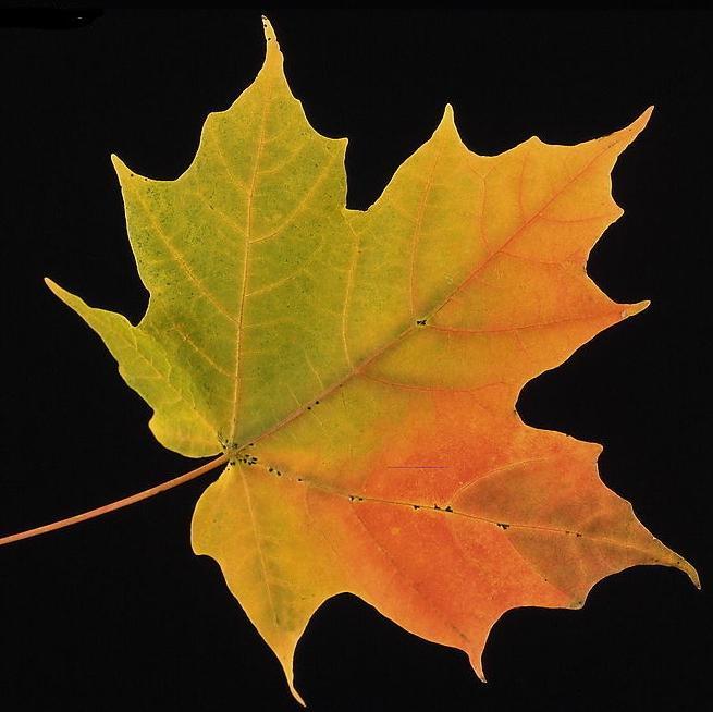 parasol chinois 梧桐