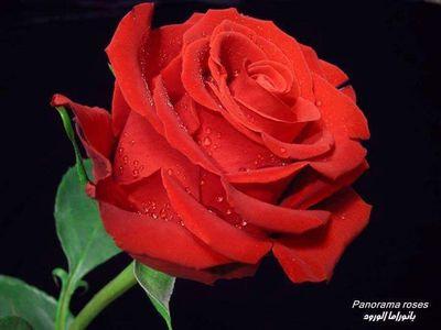 ‏‏‏‏من راح من كيفه وكيفه يوديه
خله بكيفه وكيفه يرده ..
                                
Abu Yasser‏