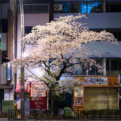 花見の名所ではなく、あなたの街中に佇むアイドル桜、それを「野良桜」と命名。ポートレートとして愛でる試み。アサヒカメラ16&19年3月号巻頭掲載。 #野良桜 で全国からの投稿歓迎。BASEで『東京 群集』販売中。https://t.co/ikyDrYUEZ2 王道を歩まないフォトグラファー小野寺宏友