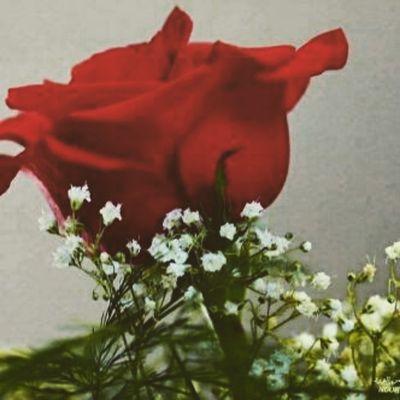 صباح الخير