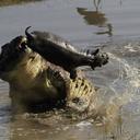 roland ross - @rol4 - Twitter