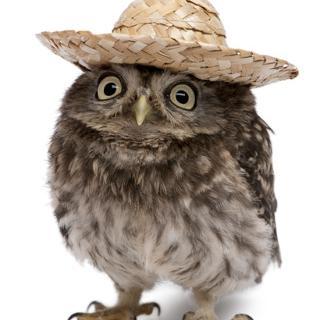 bird man