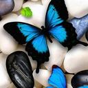 Rahil MEMON (@585961560a9642a) Twitter