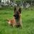 K9Profi's profile image