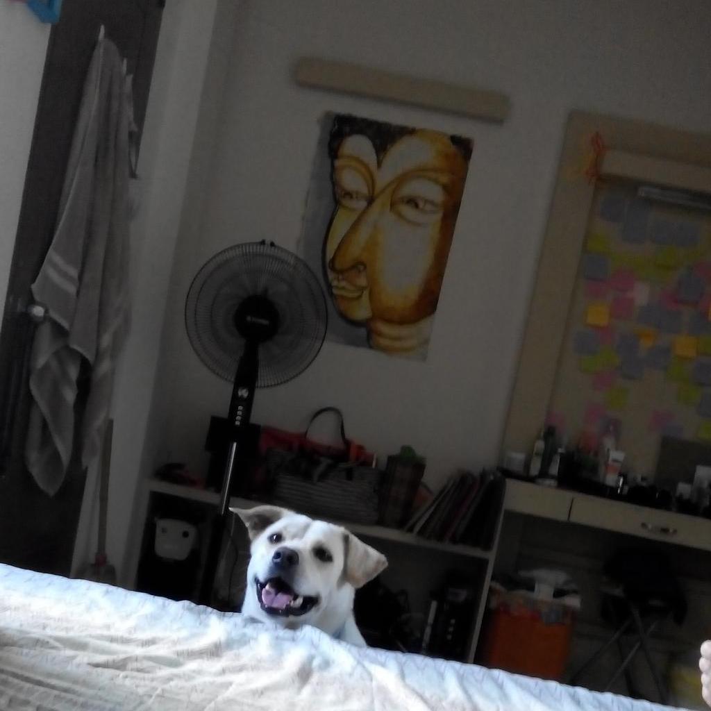 i'm a fuckin dog whom is chubby