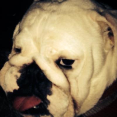 Hi, I'm guchi. I live in Osaka Japan with two bulldogs and a cat. 
Loves Mancity,GambaOsaka,and my pets. One day I'll visit Manchester to sing “Blue moon”.