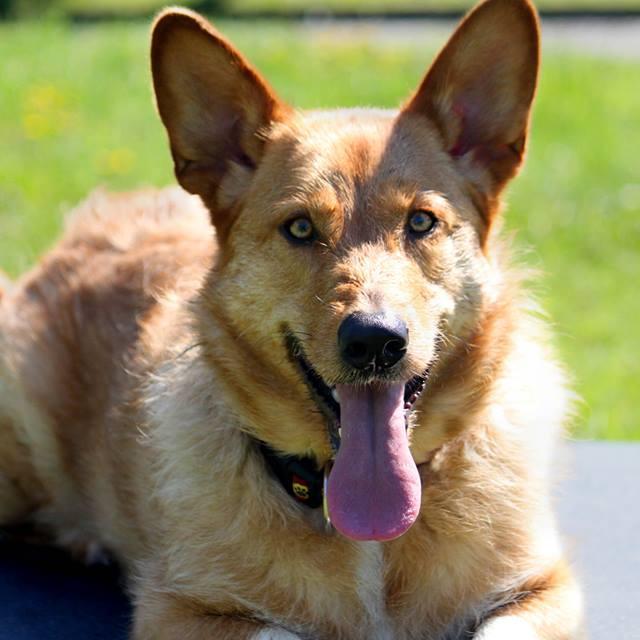 Servicios, alimentacion, accesorios y complementos para tu mascota con el compromiso y la mayor calidad de las mejores mascas. http://t.co/7Y8ncRFg8I