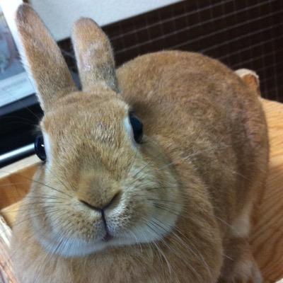 2019/9月に10歳のうさぎさんが月に帰りました。2024/4月にうさぎの家族が増えました。2014/11月、2020/6月に出産、５歳差 2児の母。好きなもの:うさぎ、爬虫類、恐竜、ゴジラ、ソニック、シナモロール、BUMP OF CHICKEN 会社でkintone cybozu com共通管理者やっています。