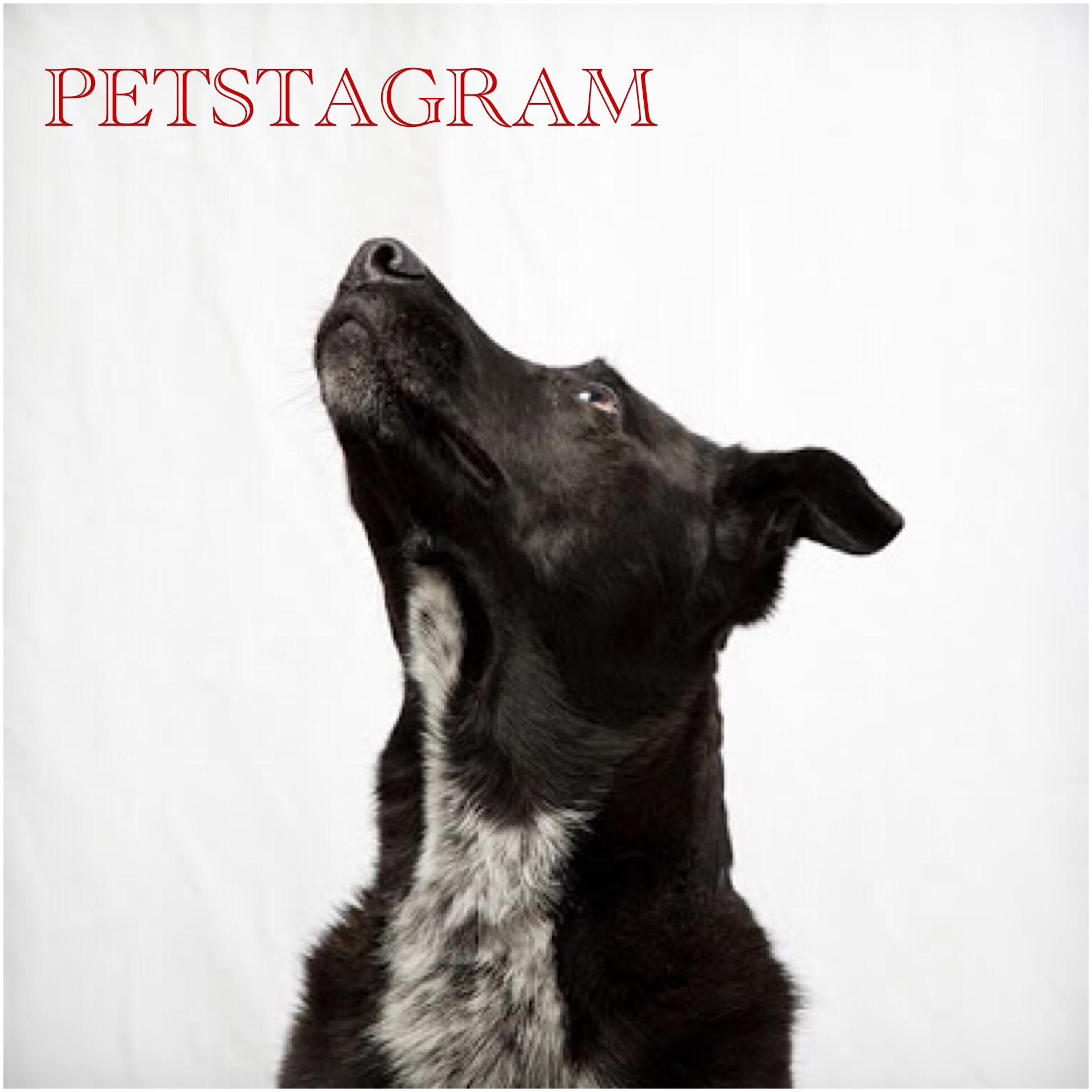 Petstagram Uygulaması Yakında İOS ve ANDROİD'te!