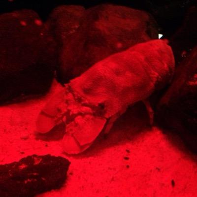 aq77771's profile picture. 水族館/アクア/アピスト/ビタエニアータ/釣り/ガサガサ/シクリッド/スズキ目/サケ目/2016年10月現在は水槽6コ維持してます。魚は好きだが、名前は覚えられない。