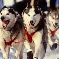 Global Huskies(@GlobalHuskies) 's Twitter Profileg