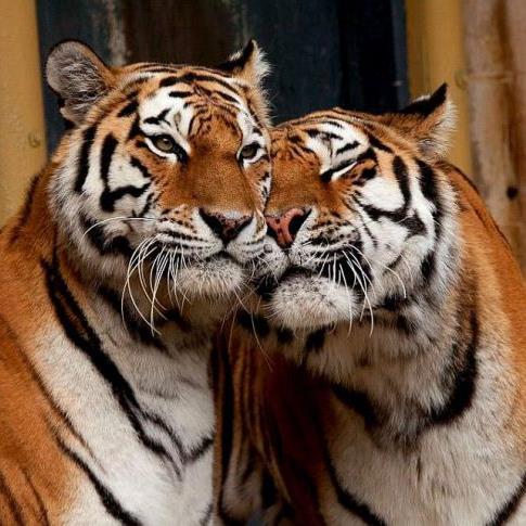 Adriaana_C's profile picture. 