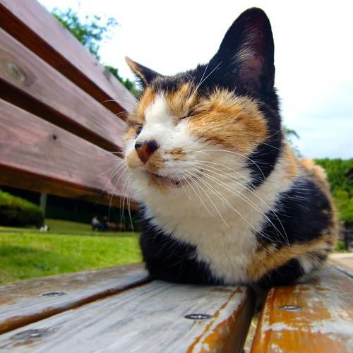猫と暮らしてます。猫画像つぶやいてます。猫様のおやつ代を貯める為ポイントサイトやってます。フォロー歓迎♪　 #相互フォロー支援　#猫画像