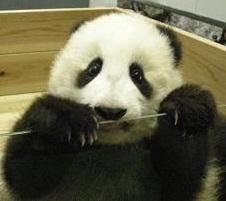 PANDA大好き!アイコンは、白浜で撮影した生後5ヶ月の愛浜。 阪神タイガースも応援中！  お手数ですがフォローの際は一言お願いします
