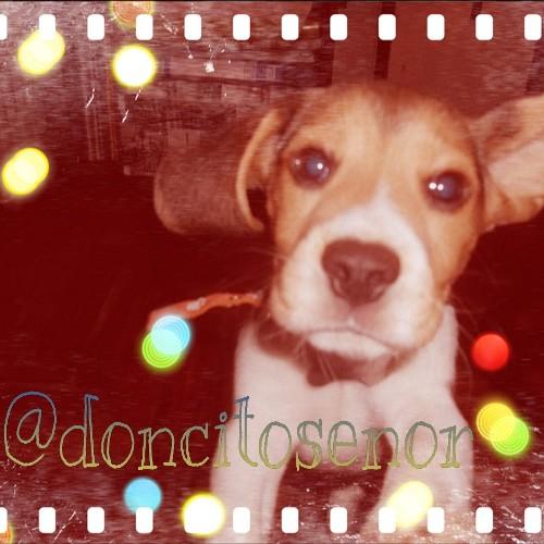 Me llamo Señor y me dicen Don. Soy un perro Beagle tricolor y soy la luz de los ojos de mis papis. Vivo en Argentina. Naci el 21/06/2013.