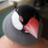 Thehatisall's profile image