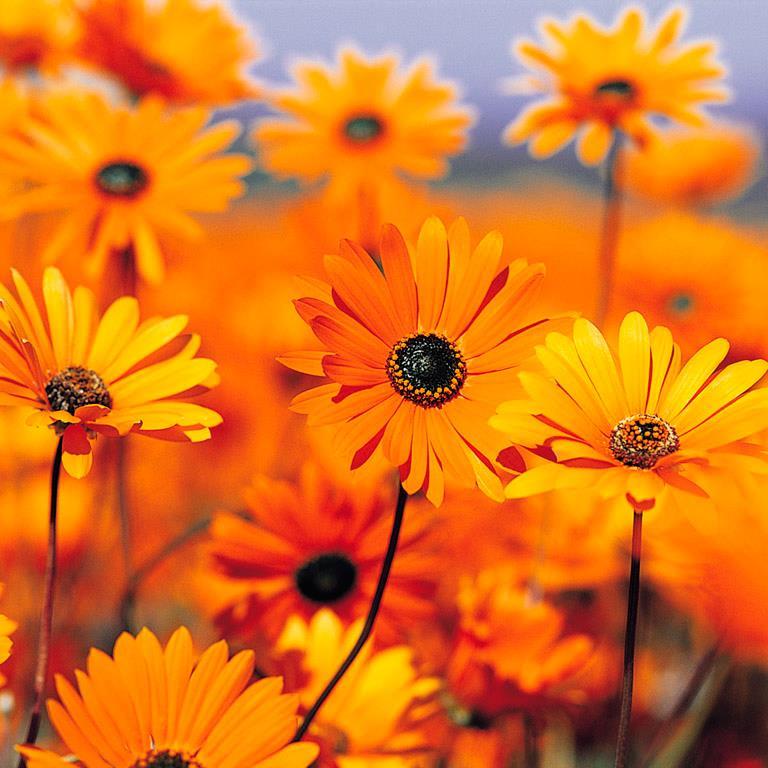 miriam lizette bravo