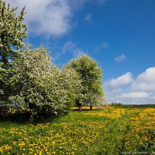 medovoeleto's profile picture. 