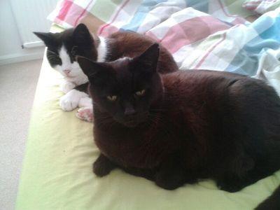 We are two older cats adopted from the rspca, Flynn is black and I am black and white. I am floyd.