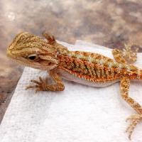 Total Pet Kelowna (@_totalpet) 's Twitter Profile