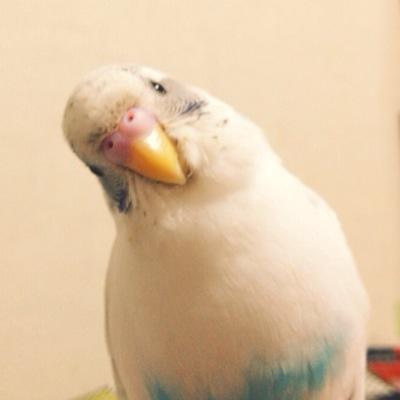 ホワイトハルクインのリン(2015/1/10🌈)。ホワイトシナモンパールパイドのカル。たまにネコ。よろしくお願いいたします。🕊️