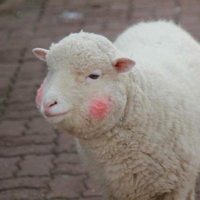 sheep from the sip'