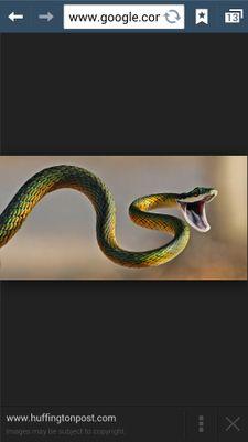 typical snake