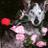 Petsmarttrainer's profile image