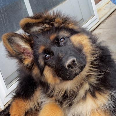 Just a daily share of the cutest german shepherd pics! i own no rights to photos :)