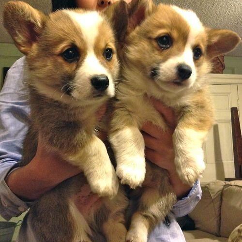 the cutest cutest corgis thecutestcorgis the cutest cutest corgis thecutestcorgis
