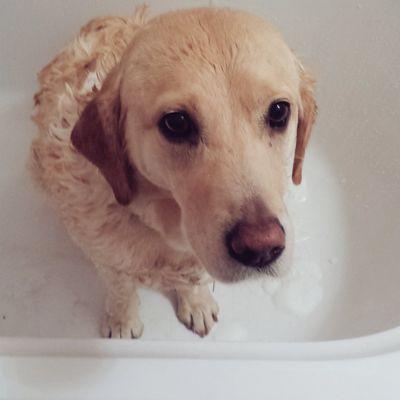 DidsburyDog's profile image